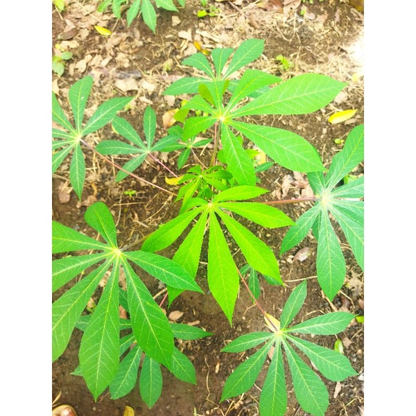 

daun singkong
