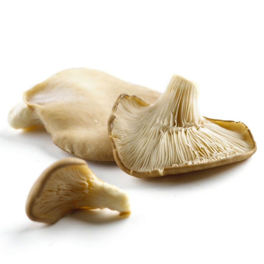 

Jamur Tiram Putih / 250gr