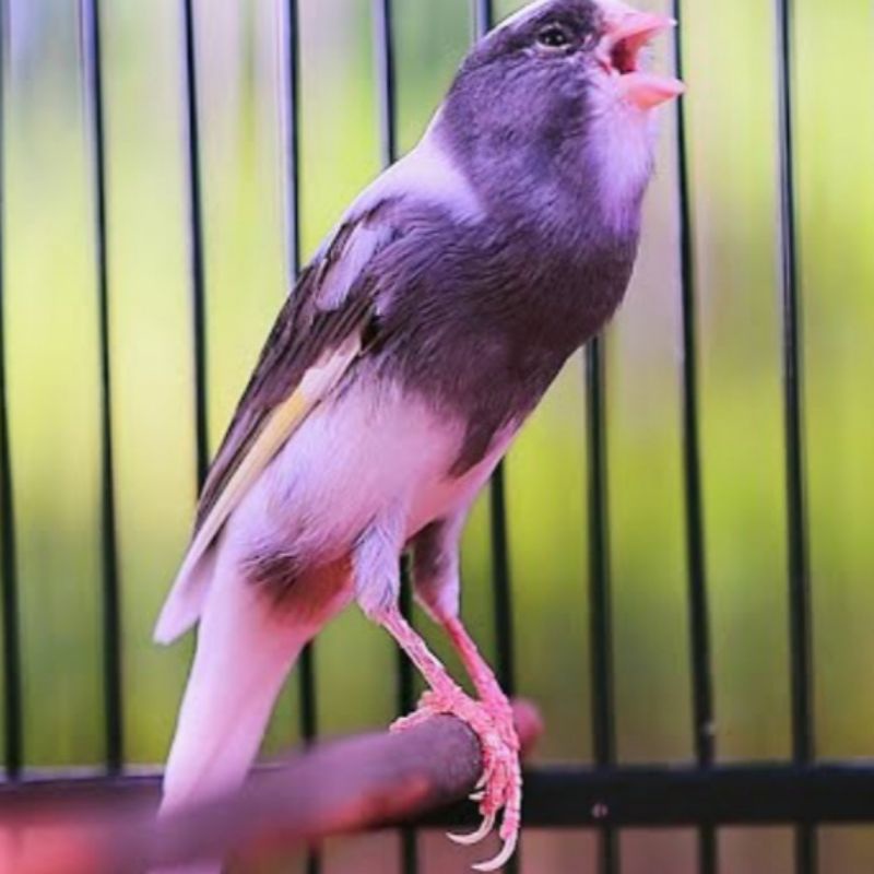 Burung Kenari af  panda gacor dor