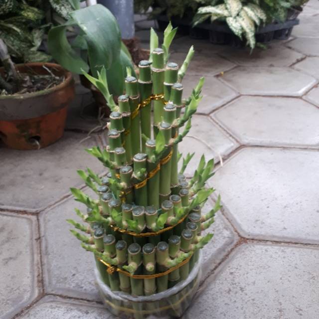 Tanaman Bambu Hoki - Bambu Sri Rejeki