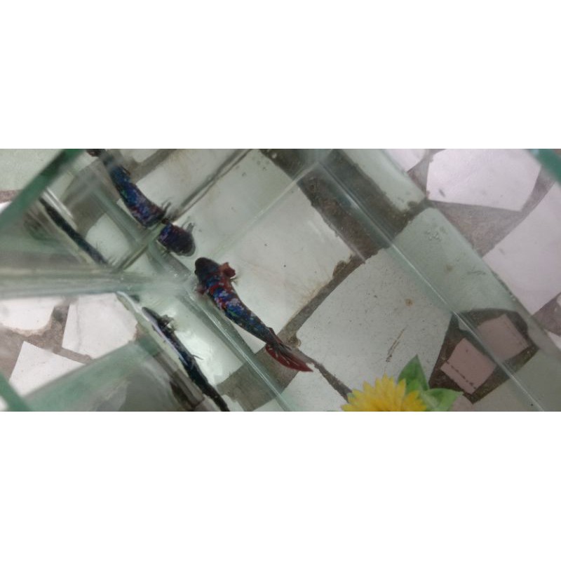 cupang red koi galaxy