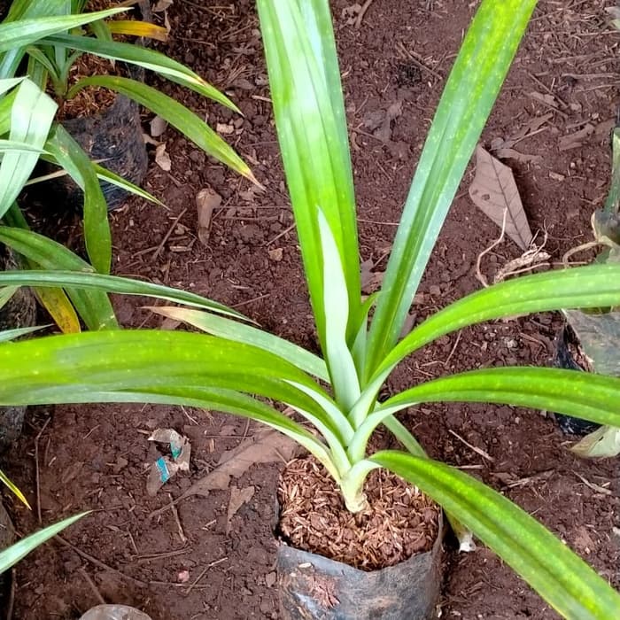 PROMO RAMADHAN! Tanaman Daun Pandan Wangi - Herbal / Bumbu Masakan