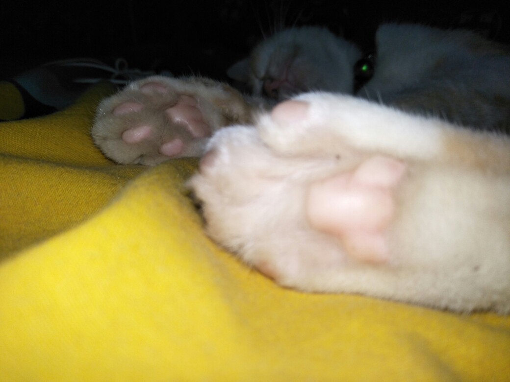 Hio India Darshan Long Incense Stick