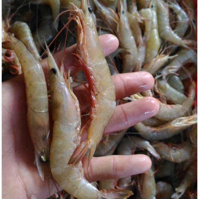 

Udang krosok segar size kecil