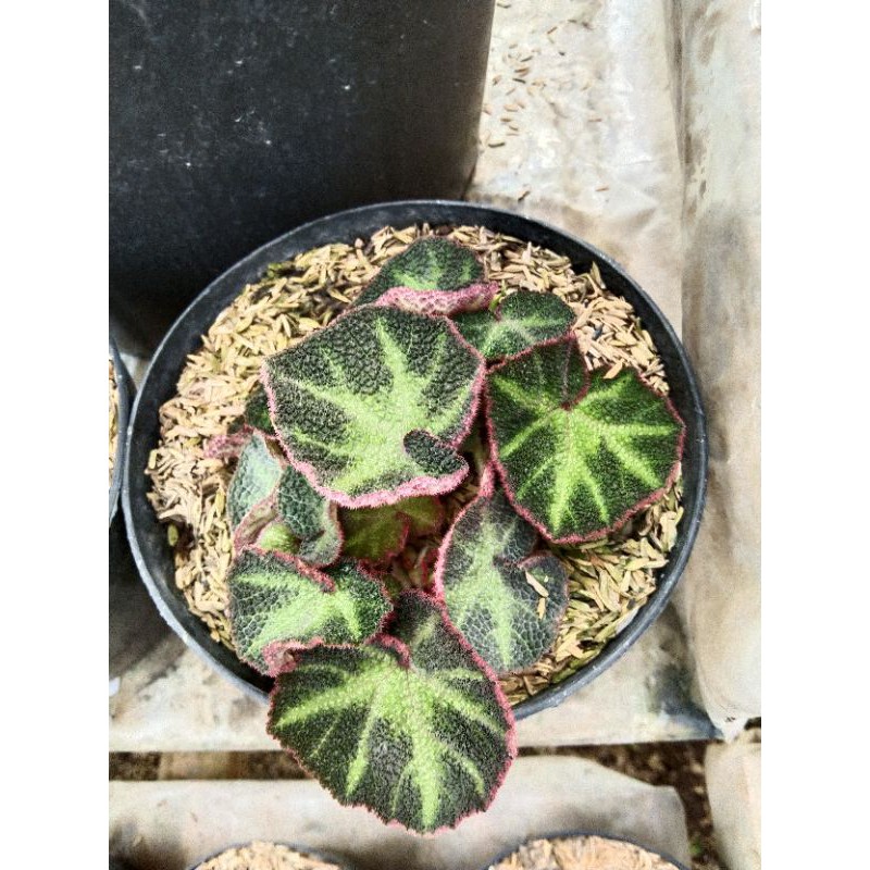 begonia hitam beludru