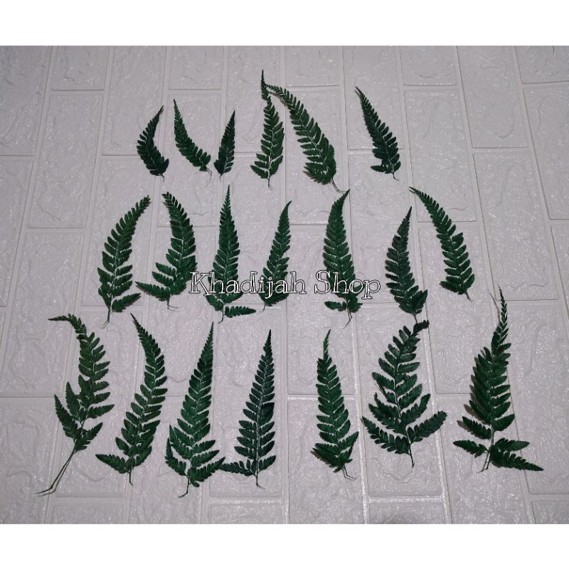 Daun Pakis / Daun Pakis Kering / Daun Pakis Per Helai / Daun Hiasan Mahar / Daun Kering