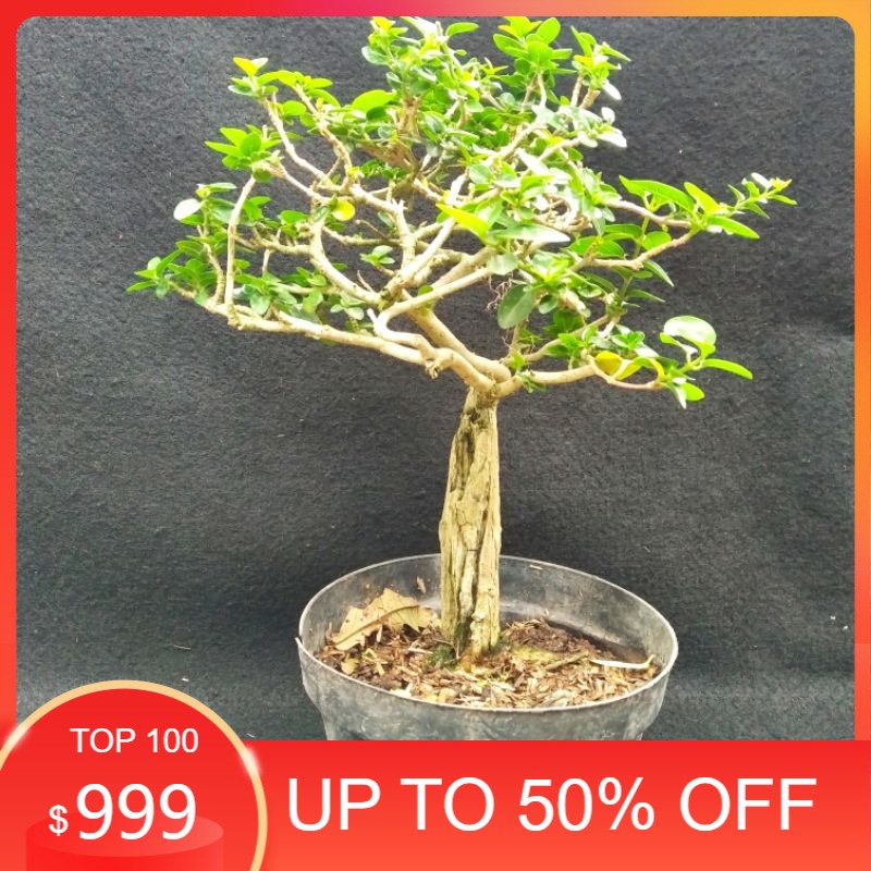 Tanaman hias Bonsai Sancang/Bonsai sancang ukuran sedang