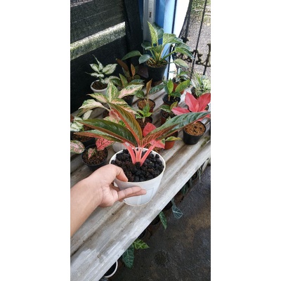 MILIKI Aglonema/Aglaonema MAHARDIKA anak samping