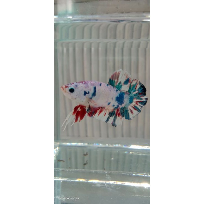 ikan cupang hias jenis MultiColor