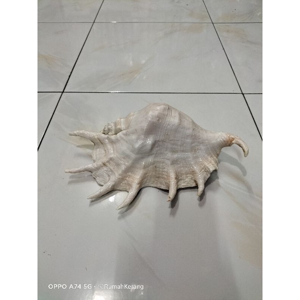 CANGKANG KERANG SPIDER JUMBO ASLI LAUT