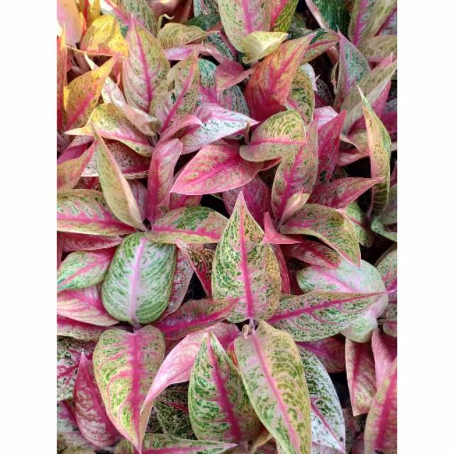 LEGACY LEGASI ANAKAN Tanaman Hias Aglaonema Aglonema LEGACY LEGASI ANAKAN Tanaman Hias Aglaonema Aglonema