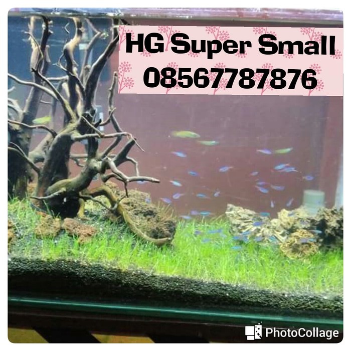 Paket Awal Tanam Aquascape Untuk Aquarium 50 Sampai 60 Cm Shopee Indonesia