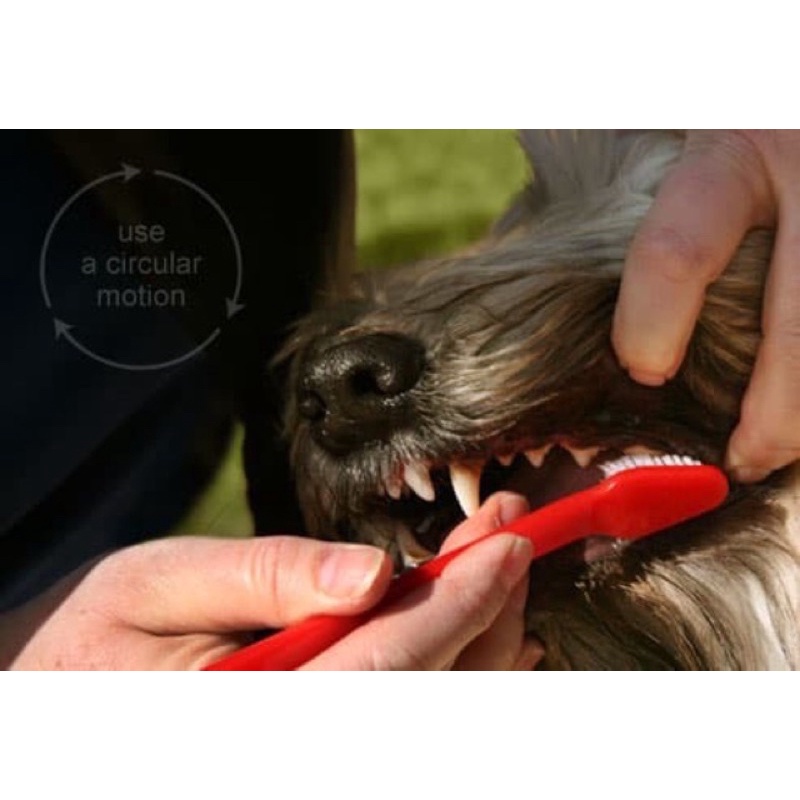 SIKAT GIGI ANJING / KUCING + Odol Per toothpaste dog cat