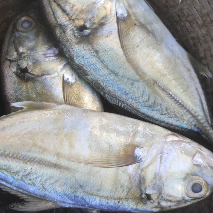 

ikan kuwe lamuru pasar online makassar