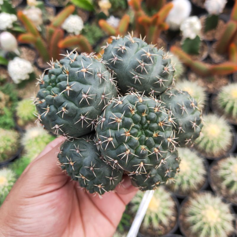 KAKTUS gymnocalycium baldianum cluster