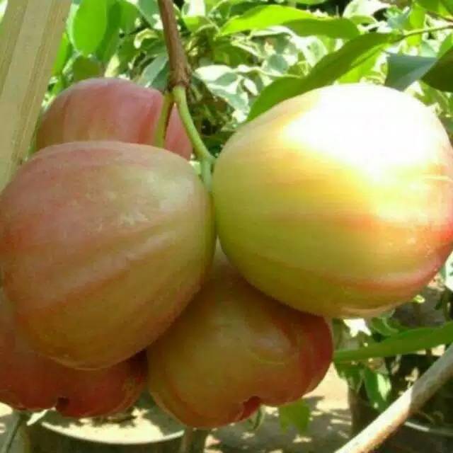 BIBIT JAMBU AIR SUGAR ROSE APPLE