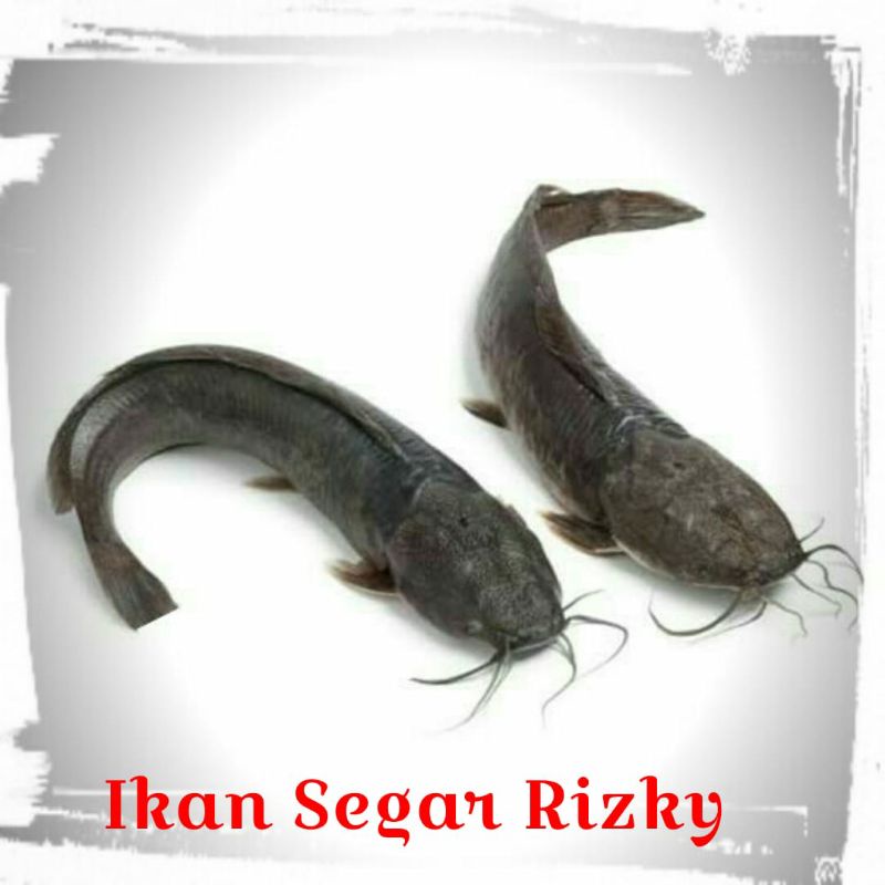 Jual Ikan Lele Segar Kg Naik Harga Shopee Indonesia