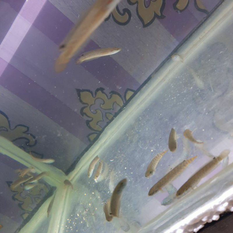 

ikan channa bleheri