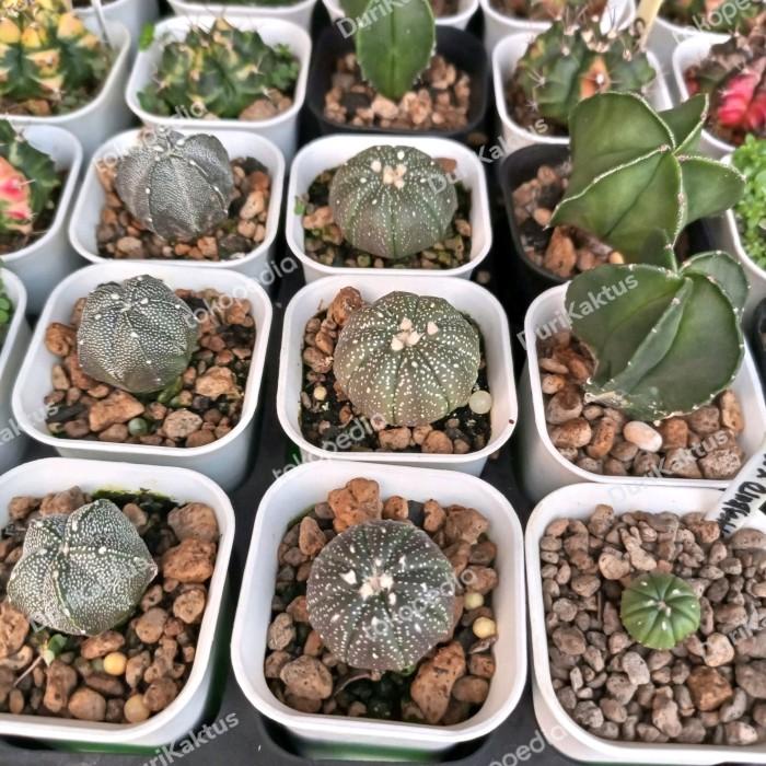 Jual Kaktus Astrophytum New Hybrid Silangan Mysriostigma Asterias Purplevar 53 Shopee Indonesia