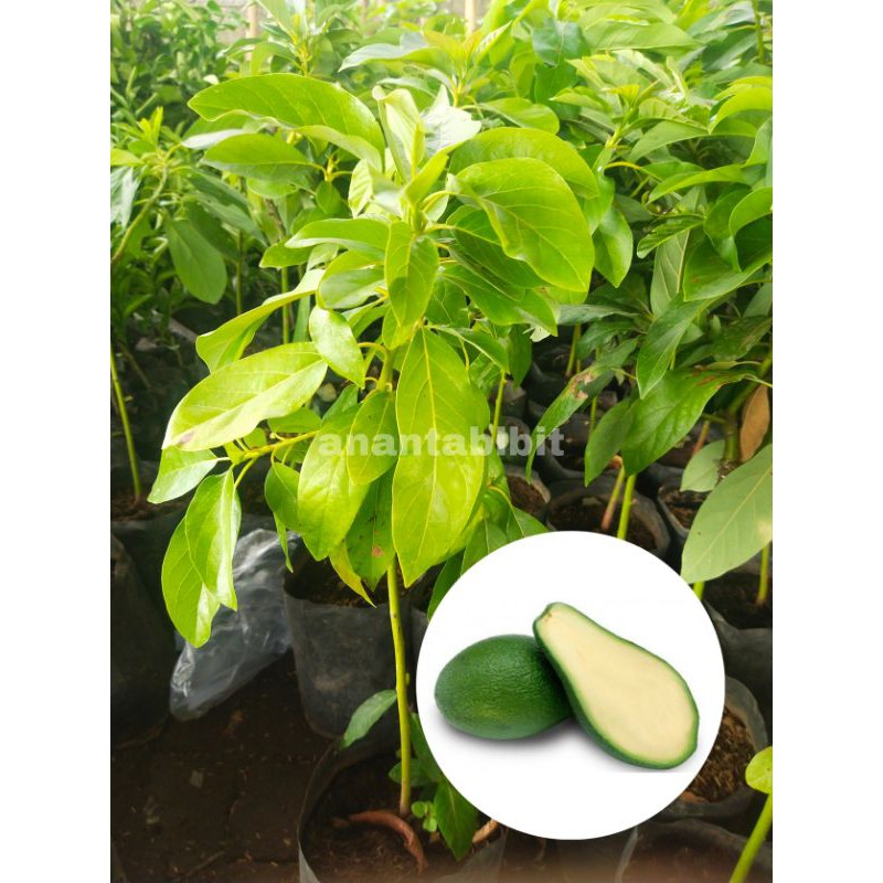 alpukat tanpa biji