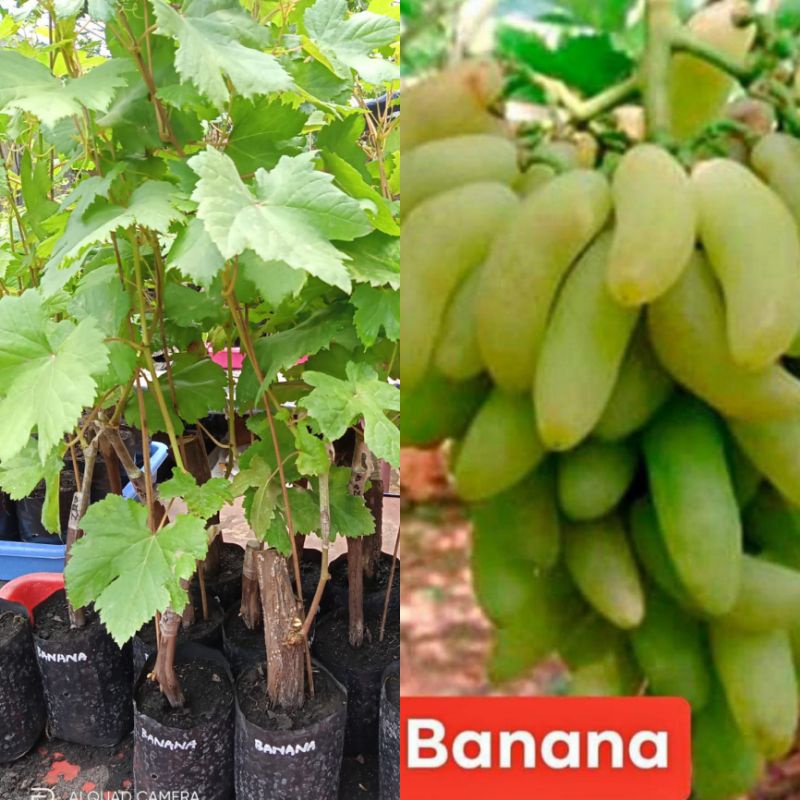 ANGGUR IMPORT BANANA