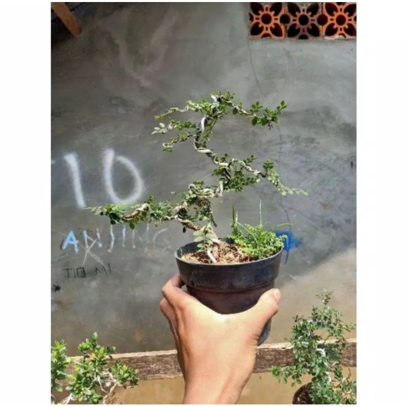 pohon bonsai ulmus micro tanaman hias pohon bonsai ulmus micro