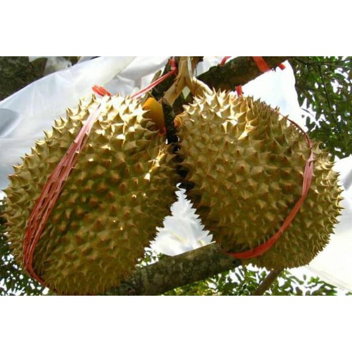 Bibit Tanaman Hidup Pohon Buah Durian Monthong / Durian Thailand Clr