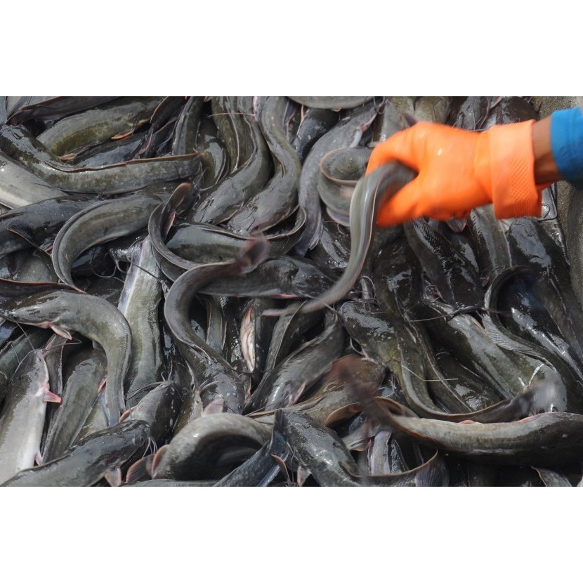 Ikan Lele Segar 1kg Isi 7 8 Shopee Indonesia