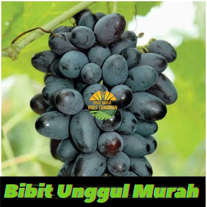 Bibit Anggur Import Joy Seedless (tanpa biji) Grafting Siap Berbuah