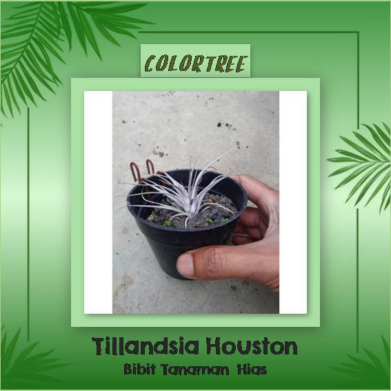 Bibit Tanaman Hias Tillandsia Houston