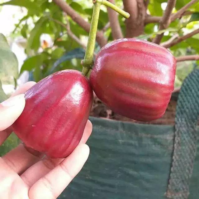 Paket 2 Jambu Air Terjamin Kualitasnya