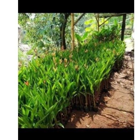 tanaman hias pisang heliconia/pisang calathea bunga merah