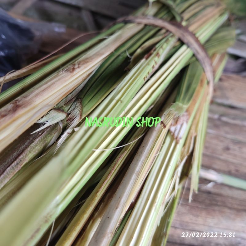 

DAUN SALAK MUDA SEGAR / PUCUK DAUN SALAK LANGSUNG PETIK