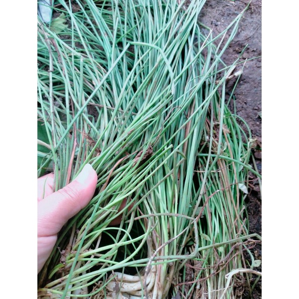 

sayur kuncai segar 500grm