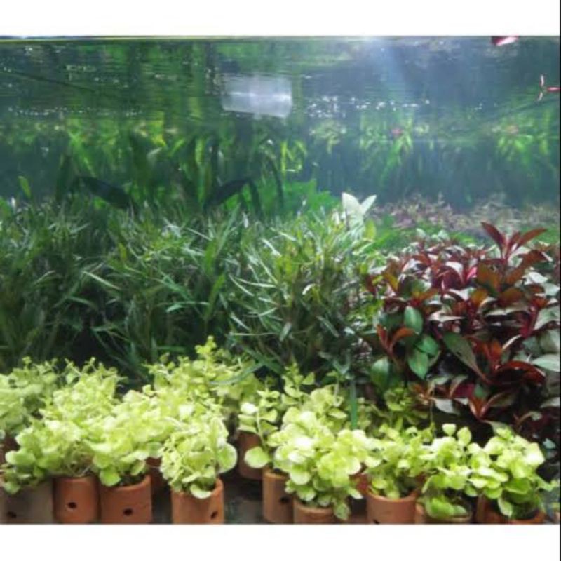 TANAMAN POT AQUASCAPE / AQUARIUM PAKET 10 POT