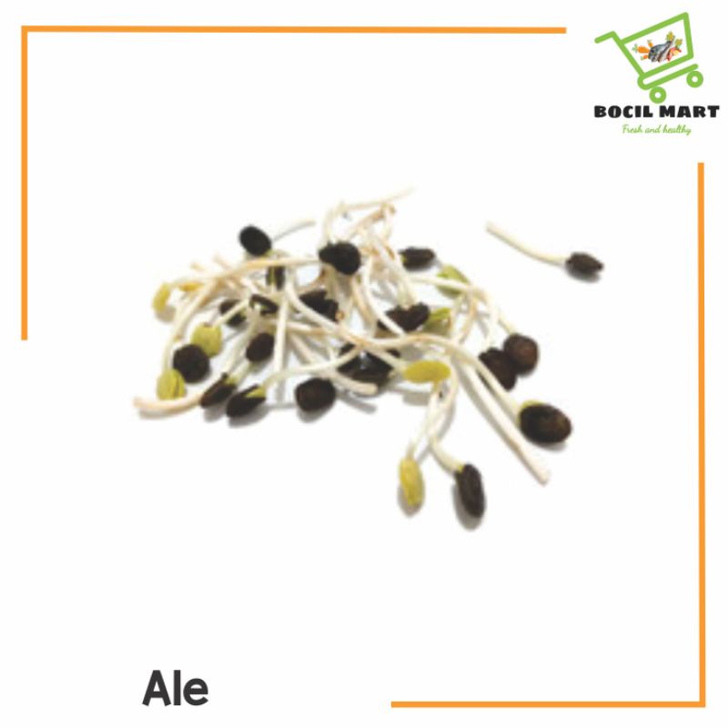 

[BOCIL MART] ALE / KECAMBAH ALE