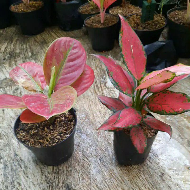 paket 2 anakan aglonema ayundini -red marun