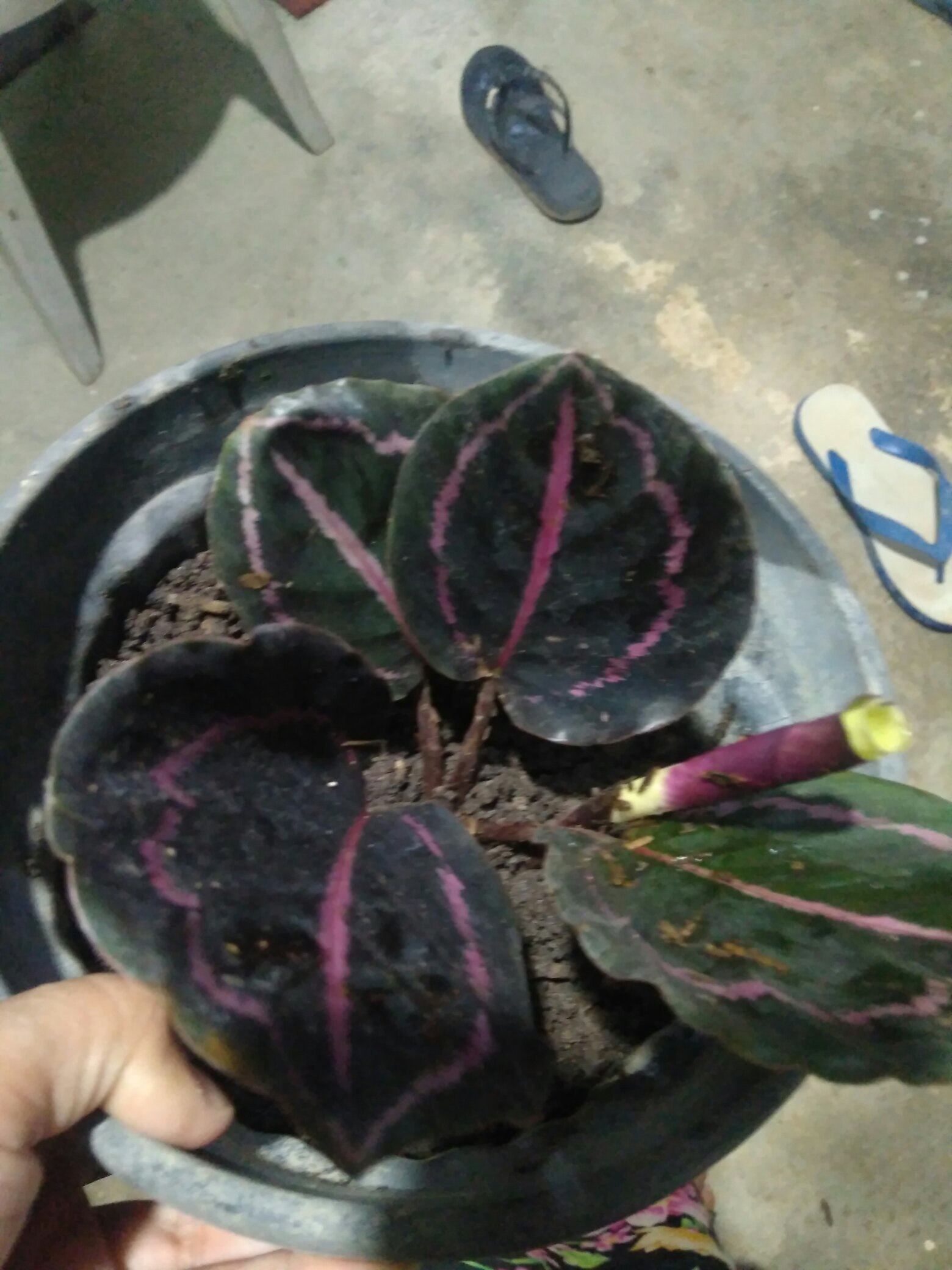 Tanaman Hias Calathea Black Lipstik - Meranti Papua