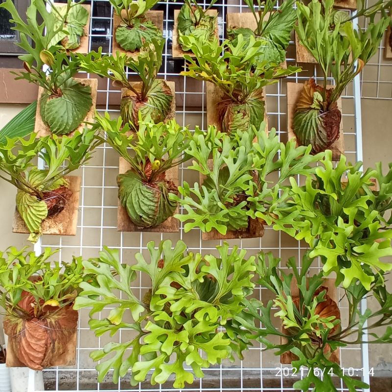 Jual Platycerium Ridleyi Indonesia Shopee Indonesia