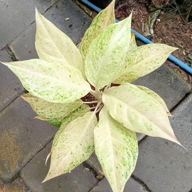 Aglonema Mutiara Siam Tanaman hias aglaonema white mayang aglonema white mayang tanaman aglo aglaone