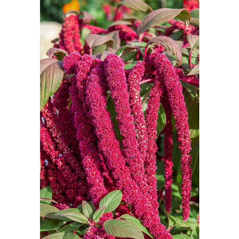 Benih Bibit Biji - Bunga Love Lies Bleeding Amaranthus caudatus Red Kastoyan Flower Seeds - IMPORT