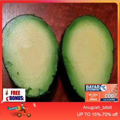 Bibit Tanaman Buah Alpukat Tanpa Biji
