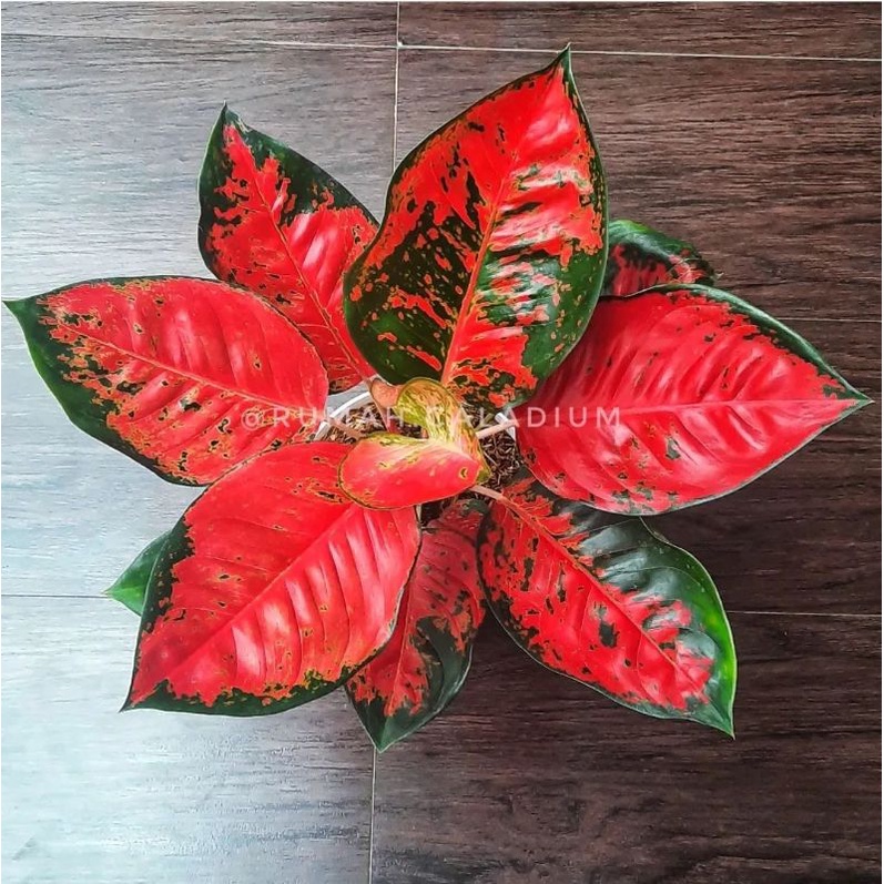 AGLONEMA SUKSOM BATIK REMAJA / TANAMAN HIAS AGLONEMA SUKSOM BATIK DAUN ROSERT REMAJA