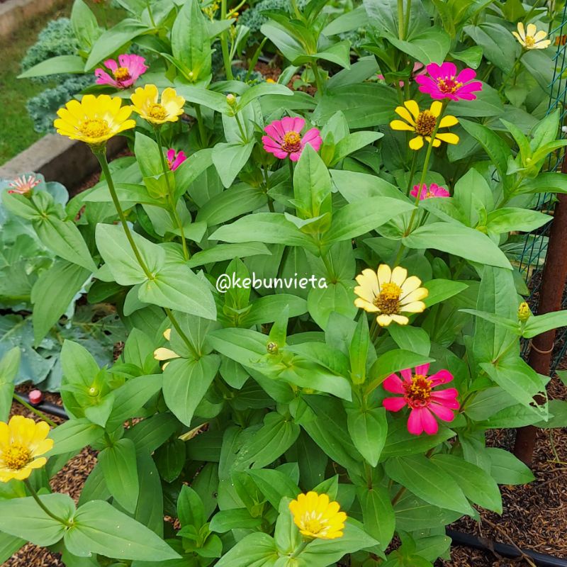 Jual Benih Bunga Zinnia Mix/Bunga Refugia/15 Biji | Shopee Indonesia