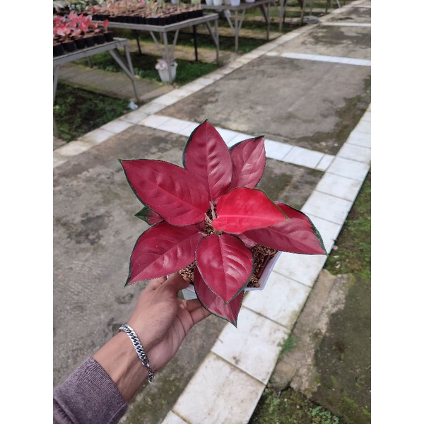 aglaonema suksom jaipong