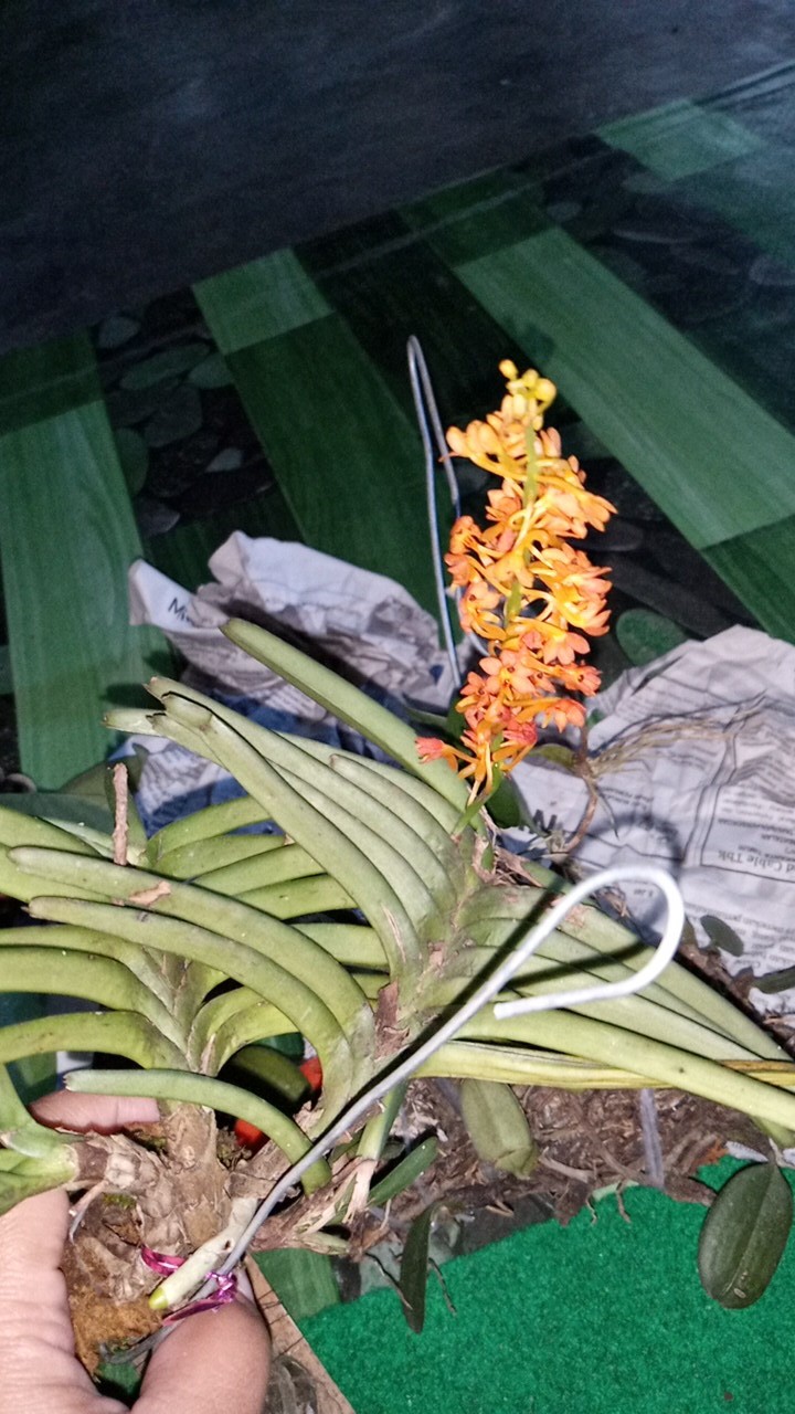 Anggrek Vanda Miniatum