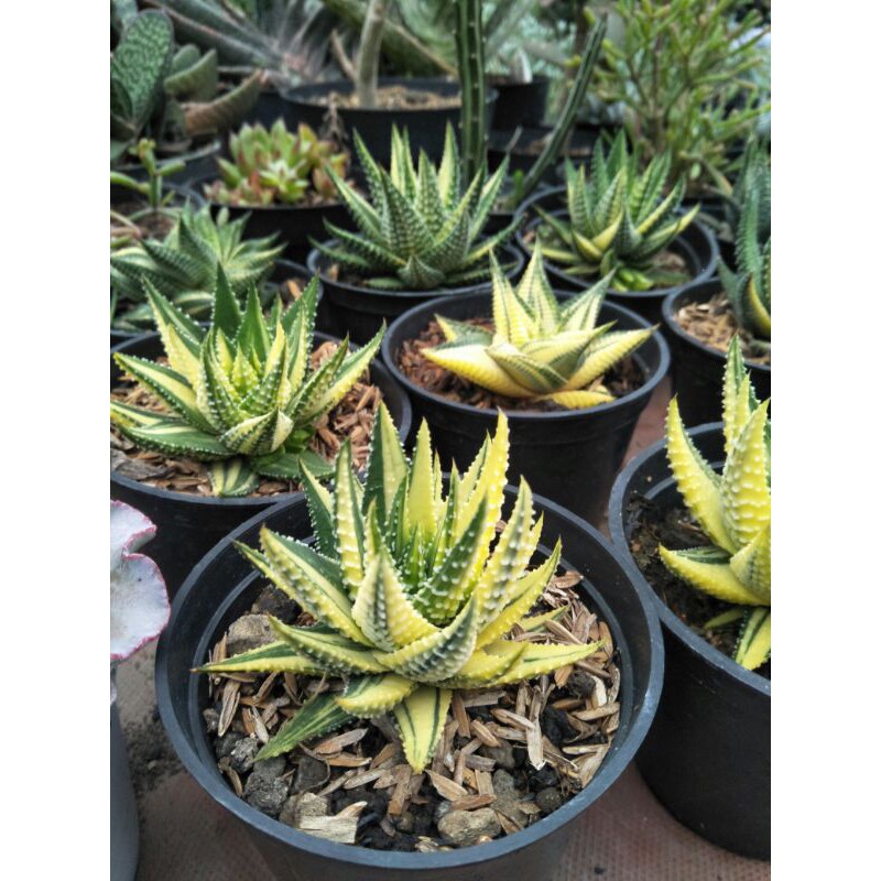 haworthia varigata