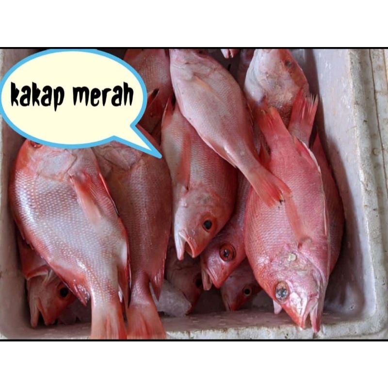 

ikan fresh dijamin 100% kwalitas nya
