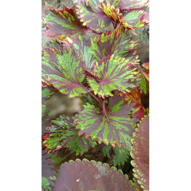 Tanqmqn Hias Miana - Coleus (id.Payung Pelangi - premium)