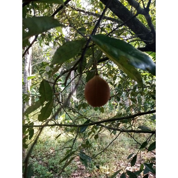 

pala muda petik langsung pohon (BISA COD)